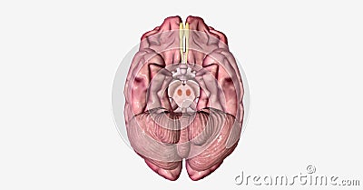 The Lewy Body Dementia 3D Stock Photo