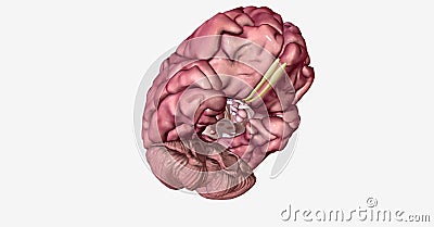 The Lewy Body Dementia 3D Stock Photo