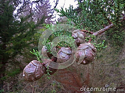 Leyland Cypress Cones Stock Photo