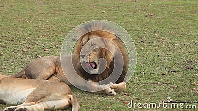 León africano, panthera leo, hembra que coloca y que bosteza masculina, Masai Mara Park en Kenia, almacen de metraje de vídeo León africano, panthera leo, hembra que coloca y que bosteza masculina, Masai Mara Park en Kenia, almacen de metraje de vídeo