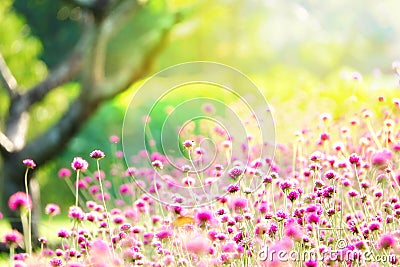 LFair right blur focus pink fields winter fields outdoor tree flawer garden colorful green nature summer Stock Photo