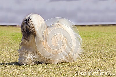 Lhasa Apso Stock Photo