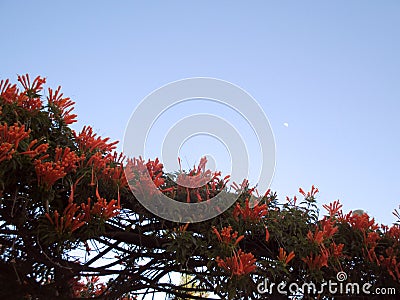 Liana de Fuego, a spectacular climber. Stock Photo