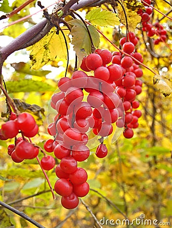Liana Schisandra Chinese with clusters of berries Stock Photo