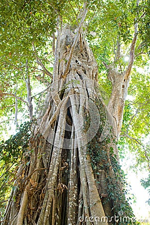 Liana tree Stock Photo