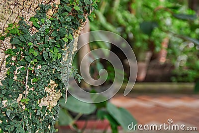 Liana on the tree trunk in the greenhouse. Stock Photo