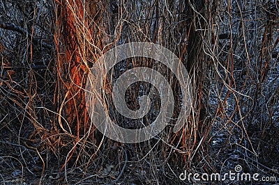 Lianas and branches from dead plants twine around trees spring in Siberia Stock Photo