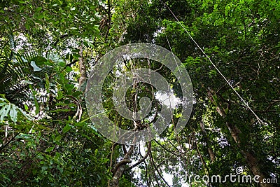 Lianas dangling and sunlight from the rainforest canopy in phuket thailand. Stock Photo