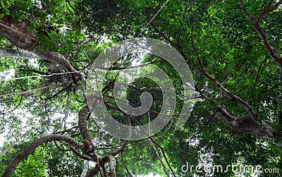 Lianas dangling and sunlight from the rainforest canopy in phuket thailand. Stock Photo