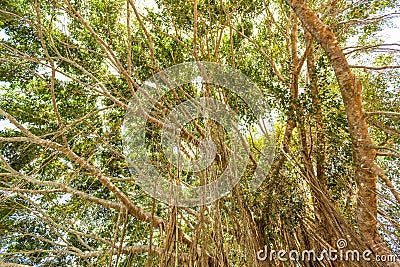 Lianas forest in the jungle Bali, Indonesia Stock Photo