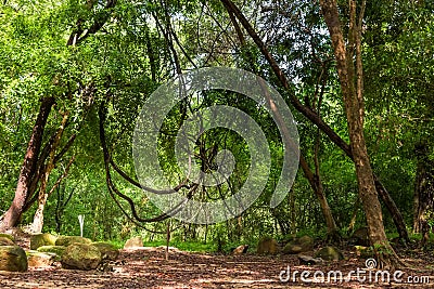 Lianas in jungle Stock Photo