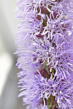 Liatris is a genus of beautiful-flowering perennial herbaceous plants in the Asteraceae family, or Asteraceae Stock Photo