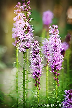 Liatris. Perennial flowers. Stock Photo