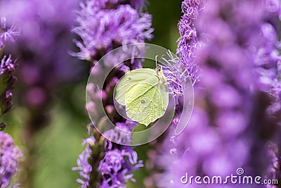 Liatris spicata purple flower in bloom, ornamental flowering plant, Gonepteryx rhamni butterfly Stock Photo