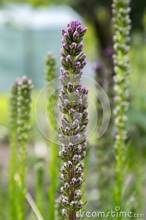 Liatris spicata purple flower starting to bloom with buds on spikes Stock Photo