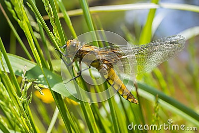 Libellula depressa (female) - dragonfly (Broad-bodied chaser) Stock Photo