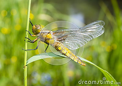 Libellula depressa (female) - dragonfly (Broad-bodied chaser) Stock Photo