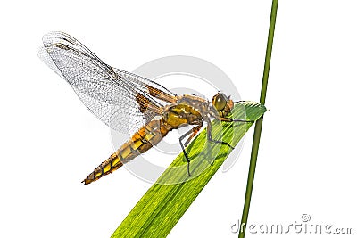 Libellula depressa (female) - dragonfly (Broad-bodied chaser) Stock Photo