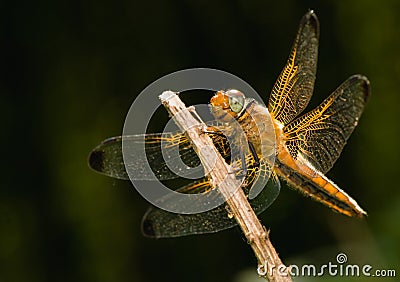 Libellula fulva Stock Photo