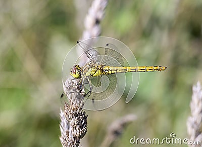 Libellula fulva the scarce chaser dragonfly Stock Photo