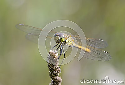 Libellula fulva the scarce chaser dragonfly Stock Photo