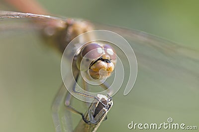 Libellula fulva the scarce chaser dragonfly Stock Photo