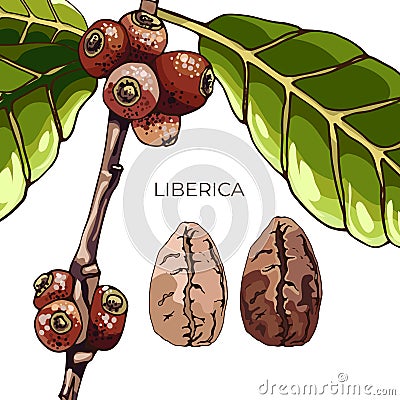 Liberica coffee, plant, grain Vector Illustration