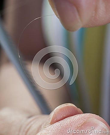 Lice Stock Photo