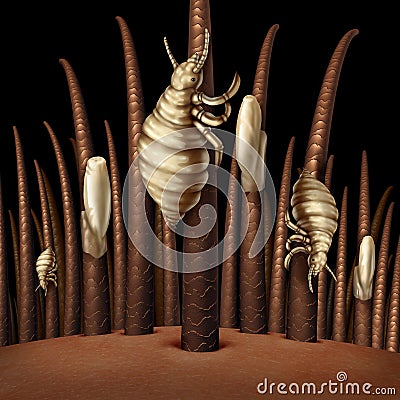 Lice On Hair Close Up Stock Photo