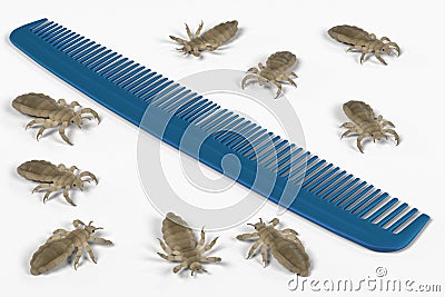 Lices on comb Stock Photo