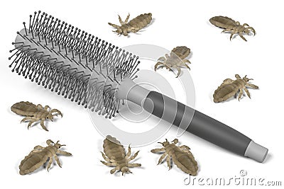 Lices on comb Stock Photo