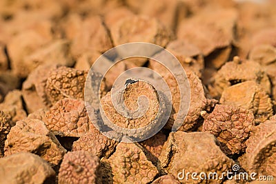 Lichee dry Stock Photo