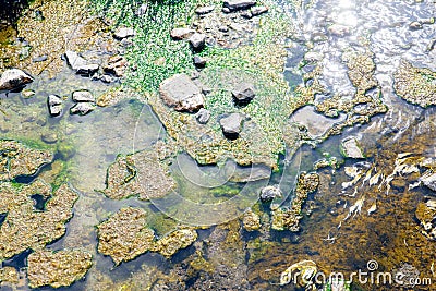 Lichen or Algae life plant in the hot spring mineral water Stock Photo