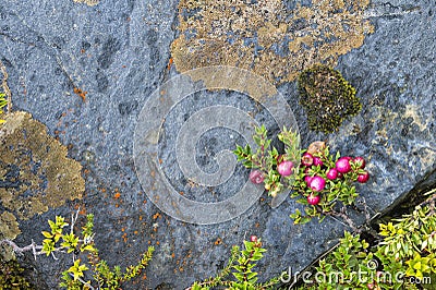 Lichen and Berries, Torres del Paine National Park, Chile Stock Photo