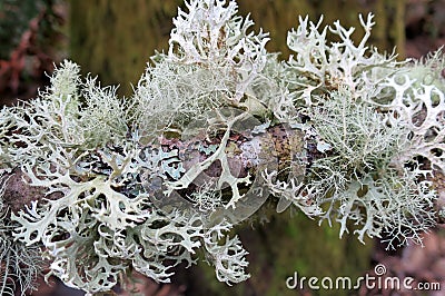 Lichen on a Branch Stock Photo