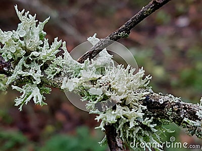 Lichen Stock Photo