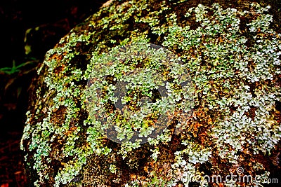 Lichen on seaside stone Stock Photo
