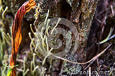 Lichen ducts on the tree Stock Photo