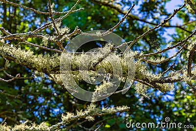 Lichen on a dying tree, Martha`s Vineyard Massachusetts Stock Photo