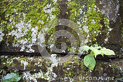 Lichen Fungi Green Moss on the old Concreate wall abstract Texture background Stock Photo