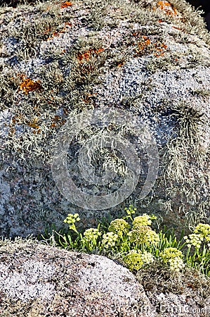 Lichen gardens on seaside rocks. Stock Photo