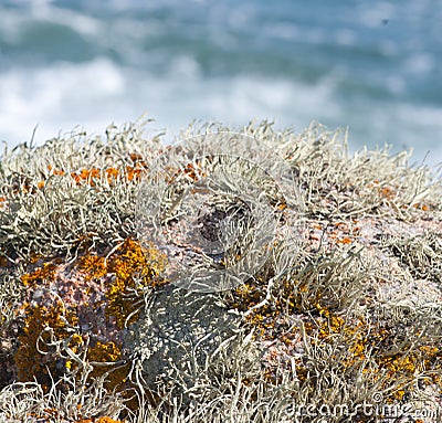 Lichen gardens on seaside rocks. Stock Photo