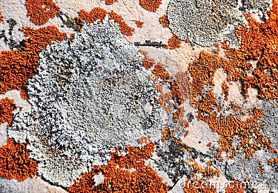 Lichen growing on rock Stock Photo