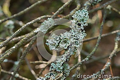 Lichen Hypogymnia physodes on tree closeup Stock Photo