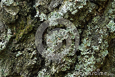 Lichen Hypogymnia physodes on tree closeup Stock Photo