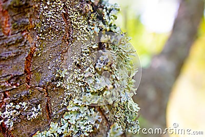 Lichen hypogymnia physodes on tree trunk. Close up Stock Photo