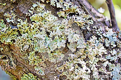 Lichen hypogymnia physodes on tree trunk. Close up Stock Photo