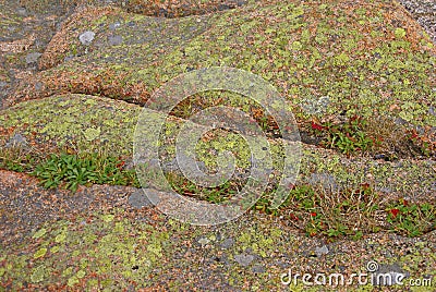 Lichen & moss on pink granite Stock Photo