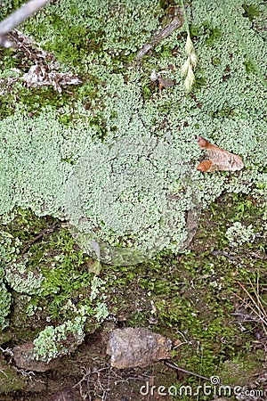 Lichen and Moss Summer Forest Floor Detailed View Stock Photo