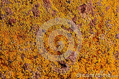 Lichen Texture Pattern Stock Photo